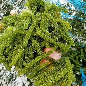 Uvas de Mar Deshidratadas, Producto de Exportación Popular, Algas Secas Naturales de Vietnam - Product Image 1