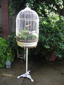 Décoration d'intérieur : Cage à oiseaux pour perruches, pinsons, agapornis, support pour os de seiche, seiche - Product Image 5