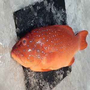 Prix d'usine, vente chaude : Nouveau poisson de bar rouge congelé, compétitif, frais/congélate, pour restaurants et marchés de fruits de mer - Product Image 2