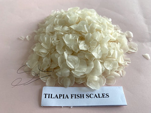Écailles de poisson séchées de grande taille Tilapia Barramundi pour usage industriel de collagène, écailles de poisson séchées sans calcium, Vietnam - Product Image 4