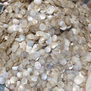 เปลือกหอยสำหรับงานฝีมือจากผู้ผลิตเวียดนาม ราคาดี เปลือกหอยธรรมชาติ - Product Image 4