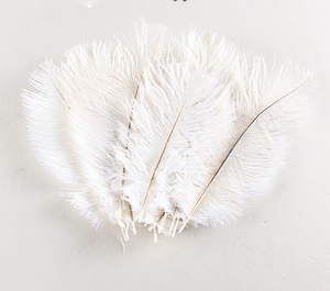 Plumas de Avestruz Frescas al por Mayor, Calidad Premium Directamente de la Fuente para Mercados Globales - Product Image 3