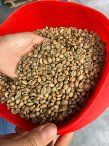 Granos de café Arábica verde S18 Origen limpio Son La Vietnam Estilo Envases secos a granel al por mayor a 900-1200M de altitud - Product Image 6