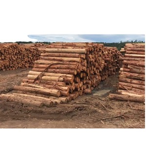 Troncos de Madera de Roble Sostenible para Materiales de Construcción, Pisos de Madera Dura y Productos de Madera Comerciales - Product Image 6