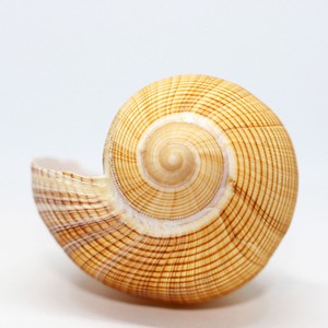 Coquillages pour projets créatifs, bonne affaire, coquillages naturels, coquillages de plage, accessoires pour aquarium. - Product Image 6