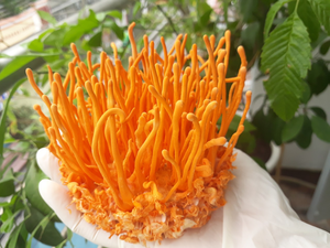Cordyceps Militaris lyophilisés de haute qualité pour les marques de suppléments OEM ODM prêt - Product Image 3