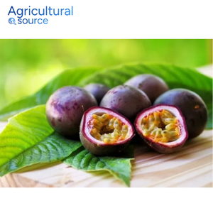 เสาวรสพรีเมี่ยม-กลิ่นหอมธรรมชาติโภชนาการสูงผลไม้เพื่อสุขภาพเสาวรส-สำหรับค็อกเทล-จากโรงงานเวียดนาม - Product Image 4