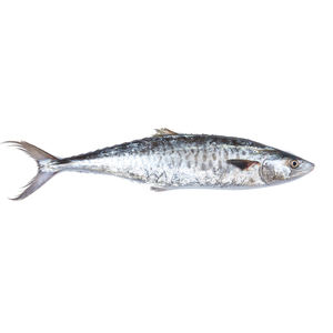 Poisson roi frais de qualité supérieure, prix usine, offert en gros pour les acheteurs en vrac et les grossistes. - Product Image 6