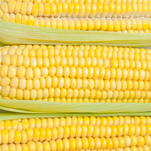 ข้าวโพดเหลืองอบแห้งพร้อมเมล็ดสีทอง เหมาะสำหรับอาหารสัตว์ปีกและส่วนผสมอาหารอุตสาหกรรม - Product Image 1