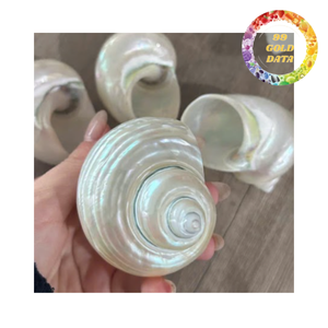 Natural Decorative Polished <b>Abalone</b> <b>Shell</b> for Craft Home Decor and Gift Use - Product Image 5