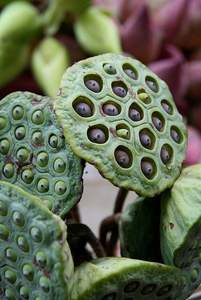 Graines de lotus séchées de qualité supérieure Origine vietnamienne Vente en gros Offre d'exportation Qualité constante Prix avantageux - Product Image 2