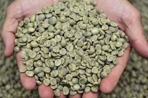 Café Vert 100% Robusta Vietnamien Dak Lak DHPONE Biologique Grade AA Couleur Naturelle Goût Neutre Sans Allergènes Sac de Jute 60kg - Product Image 3