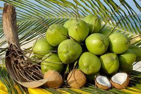 Noix de coco verte fraîche du Vietnam 2026, noix de coco naturelle pour boisson, meilleur prix - Product Image 4