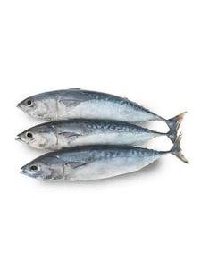 Thon entier congelé, thon rond entier, produits de la mer congelés de qualité supérieure pour l'exportation en gros - Product Image 3