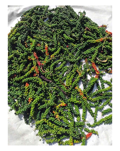 Pimienta Verde Congelada Premium - De Vietnam - Para Entusiastas de la Cocina y la Preparación de Alimentos - Product Image 1