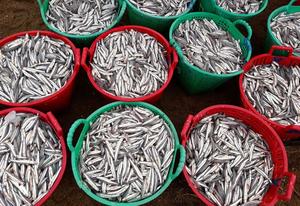 อาหารทะเลแห้ง-ปลาแอนโชวี่แห้งจากเวียดนาม ราคาถูก  วอทส์แอพ 0084 387264621 - Product Image 3