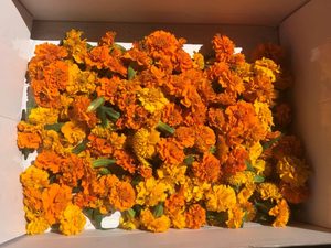 Fleurs de Calendula déshydratées (Marigold) - Product Image 1
