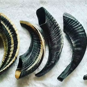 Shofar en corne de mouton naturelle, poli à la main, style animalier, pour usages religieux, personnalisable, best-seller - Product Image 1