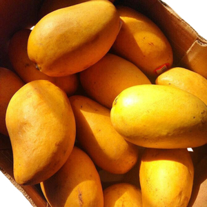 Mangos Chaunsa de Alta Calidad Recién Producción en Pakistán, Variedad Kent Congelada a Precio Competitivo - Product Image 6
