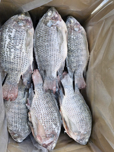 Pescado Congelado de Vietnam de Alta Calidad, Alto Valor Nutricional, 100% Natural, Envasado al Vacío en Bolsa/Caja/Pieza - Product Image 1