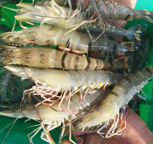 Listo para Enviar: Camarones Congelados de Calidad Premium al por Mayor, Grado Alimenticio HLSO, Suministro a Granel, Fabricante Exportador F. ABREU, 25kg - Product Image 5