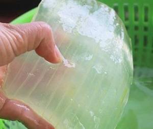 Dés de gelée d'aloe vera surgelés IQF, emballés en carton - Product Image 3