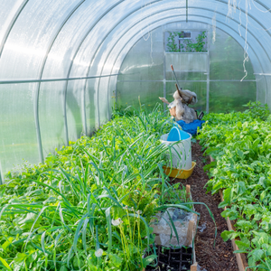 Engrais biologique microbien amélioré de vigueur d'usine - Product Image 6