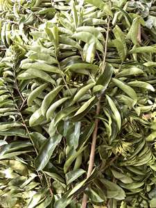 Hojas de Guanábana Secas de Vietnam, Té Herbal Natural para Mezclas de Té, Venta al Por Mayor, Suministro Directo de Fábrica - Product Image 5