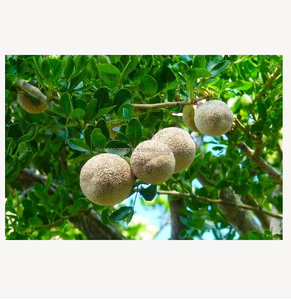 Pomme de bois fraîche (fruit de Bael) de qualité supérieure, fruit tropical naturel, vente en gros, fournisseur d'exportation du Bangladesh - Product Image 6