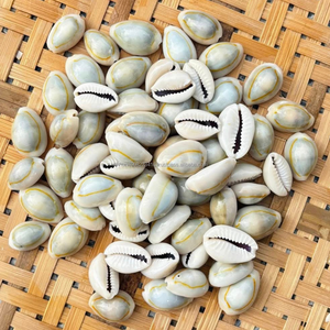 Conchas de Cauri con Anillo Superior (Cypraea sp.) Conchas marinas naturales de Vietnam a granel para manualidades y decoración - Tamaño 1.5-2.5 cm con gran cantidad - Product Image 1