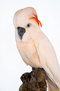 Live Moluccan Cockatoo Birds for <b>Aviary</b> Breeding Ornamental Bird Keeping Wholesale Supply NMF (PVT) LTD South Africa Long Shelf - Product Image 4