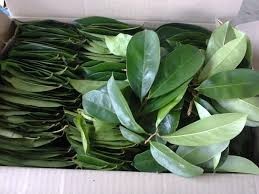 Poudre de feuilles de corossol séchées / Feuilles de thé de graviola - Approvisionnement en vrac avec emballage personnalisé - Mme Beatrix - Product Image 5