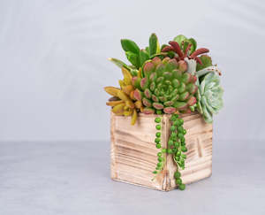 Maceta de Madera Sostenible para el Hogar, Maceta de Madera al Mejor Precio, Diseño Circular, Estilo Minimalista, Maceta para Plantas de Interior para Jardín - Product Image 4