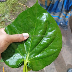 Hoja de Paan Natural de Alta Calidad, Hoja de Betel Fresca de Bangladesh, Suministro a Granel, Exportación a Mercado Global, Proveedor Mayorista de Hoja de Paan - Product Image 4