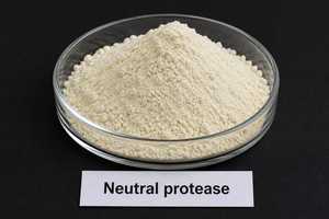 Enzima de Proteasa Neutra de Grado Alimenticio de Exportación India para la Producción de Péptidos por Fermentación y Modificación de Proteínas en Venta - Product Image 4