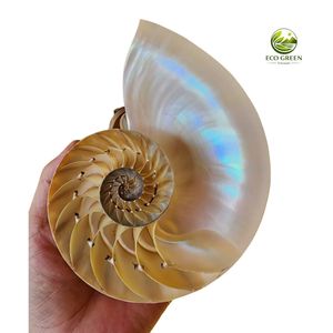 Concha de Nautilus Natural, Espiral Marina, Decoración de Lujo, Espécimen Coleccionable, Concha de Nautilus de Alta Gama, Regalo para Coleccionistas - Product Image 4