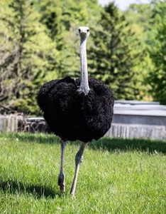 Wholesale South <b>African</b> Black-necked Ostrich Supply with Long Shelf Life From NMF (PVT) LTD for Livestock Traders Farm Owners - Product Image 1