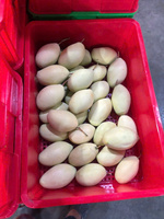 Natuurlijke groothandel bulk hoge kwaliteit gesneden gevriesdroogde mango zoete gezonde instant snacks openlucht gekweekt klaar om te eten