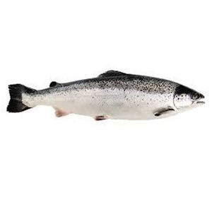 IMPORTATION / EXPORTATION de saumon frais congelé de bonne qualité à prix abordable à tout moment - Product Image 2