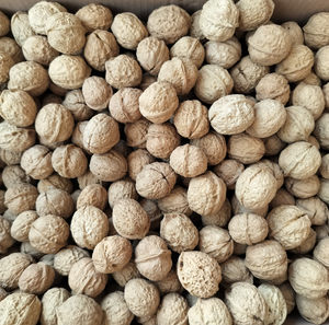 Noyaux de noix Chandler naturels bruts, qualité export - Product Image 1