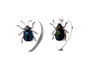 Escarabajo de Hoja Brillante, Espécimen Real, Cabujón de Plástico en Forma de Corazón 17x21 mm, Base Plana Blanca para Manualidades y Joyería - Product Image 1