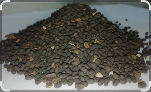 เมล็ดพืชบาบชี (Psoralea Corylifolia) สินค้าอินเดียขายดีอันดับต้นๆ / ราคาขายส่งเมล็ดบาบชี (Psoralea Corylifolia Linn) จากตลาด - Product Image 2