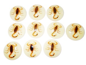 Golden Scorpion Real Specimen Plastic Cabochon Round 38x38 mm Glow Flat Bottom for Crafts and Jewelry Making - Product Image 6
