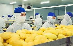 Durian 100% congelé du Vietnam Sûr à utiliser Lyophilisé Enquête directe à + 84988937400 Produit agricole - Product Image 4