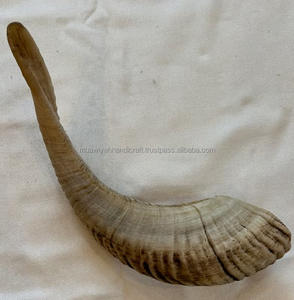 Mejor calidad Ram Horn Shofar Cuerno natural Shofar - Product Image 6