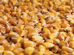 Maïs jaune naturel de haute qualité en provenance de Makassar, Indonésie, frais, sucré, qualité supérieure, scellé sous vide, meilleur prix en stock, pas cher - Product Image 3