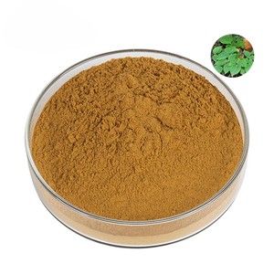 Poudre de feuilles de Ginkgo Biloba haute concentration pour le soutien de la mémoire et de la concentration, matière première végétale, au meilleur prix - Product Image 2