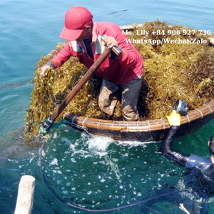 100% algas Sargassum crudas secas para exportación/polvo de Sargassum al por mayor en Vietnam/Sra. Lily - Product Image 2
