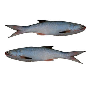 Stock al por mayor disponible de salmón entero congelado (mariscos) a precios de mayorista - Product Image 1