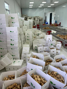 Jengibre Fresco de Alta Calidad de Vietnam, Exportador Confiable para Empresas Importadoras de Alimentos que Buscan Suministro para Envío en Contenedor - Product Image 5